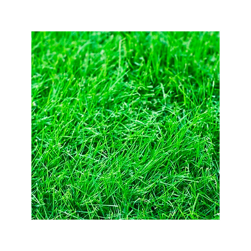  Grama Mustang III 3Kg, Semillas Grama Decorativa Valle Interandino Sierra, Alabama 198.305085 Grama Mustang III 3Kg, Semillas G