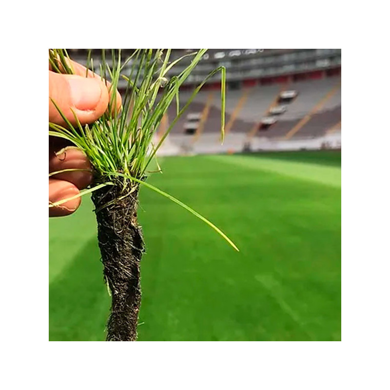  Grama Fiesta III 3Kg, Semillas Grama Decorativa Sierra, Alabama 183.898305 Grama Fiesta III 3Kg, Semillas Grama Decorativa Sier