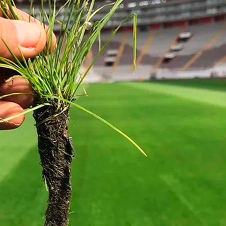  Grama Fiesta III 25Kg, Semillas Grama Decorativa Sierra, Alabama 1369.491525 Grama Fiesta III 25Kg, Semillas Grama Decorativa S