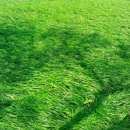  Festololium Lofa 25Kg, Semillas Festololium Hibrido F1 Forraje, Alabama 912 Festololium Lofa 25Kg, Semillas Festololium Hibrido