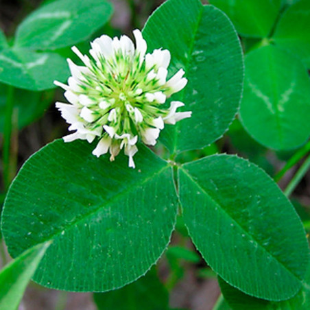  Trebol Blanco 3 Estrellas 25Kg, Trebol Blanco Forraje Siembra Sierra, Alabama 1234 Trebol Blanco 3 Estrellas 25Kg, Trebol Blanc