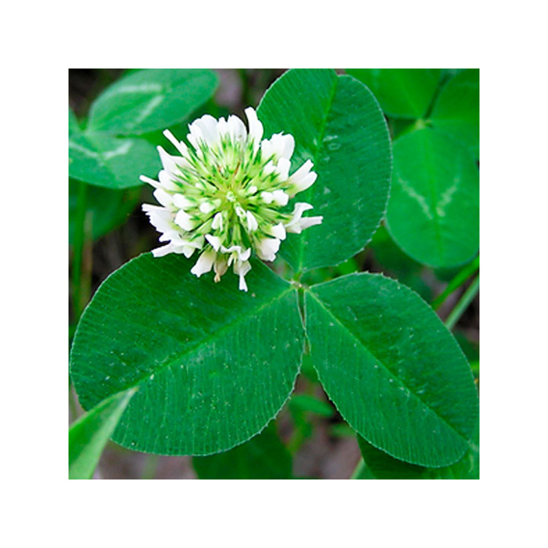  Trebol Blanco 3 Estrellas 3Kg, Trebol Blanco Forraje Siembra Sierra, Alabama 231.999999 Trebol Blanco 3 Estrellas 3Kg, Trebol B