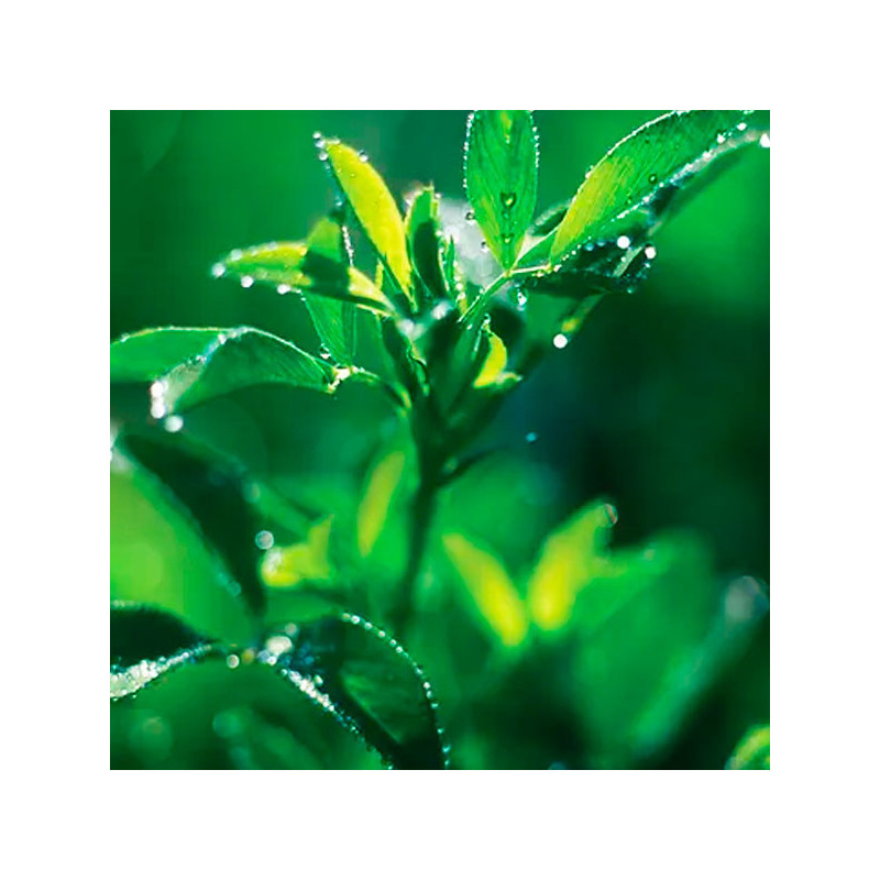  Alfalfa SW10 3Kg, Semillas Alfalfa Forraje Siembra Costa Sierra, Alabama 235.59322 Alfalfa SW10 3Kg, Semillas Alfalfa Forraje S