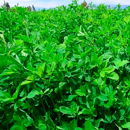  Alfalfa SW Super CUF 101 25Kg, Semillas Alfalfa Forraje Siembra Costa Sierra, Alabama 1965 Alfalfa SW Super CUF 101 25Kg, Semil