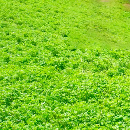 Alfalfa W350 25Kg, Semillas Alfalfa Forraje Siembra Dormancia 4 Siembra Sierra, Alabama Alabama-Alfalfa W350 25Kg, Semillas Alfa