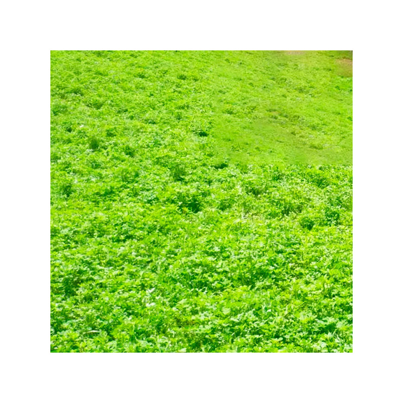  Alfalfa W350 3Kg, Semillas Alfalfa Forraje Siembra Dormancia 4 Siembra Sierra, Alabama 119.491525 Alfalfa W350 3Kg, Semillas Al