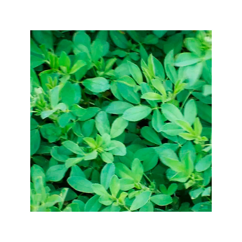  Alfalfa W450 3Kg, Semillas Alfalfa Forraje Siembra Dormancia 6 Siembra Sierra, Alabama 146.610169 Alfalfa W450 3Kg, Semillas Al