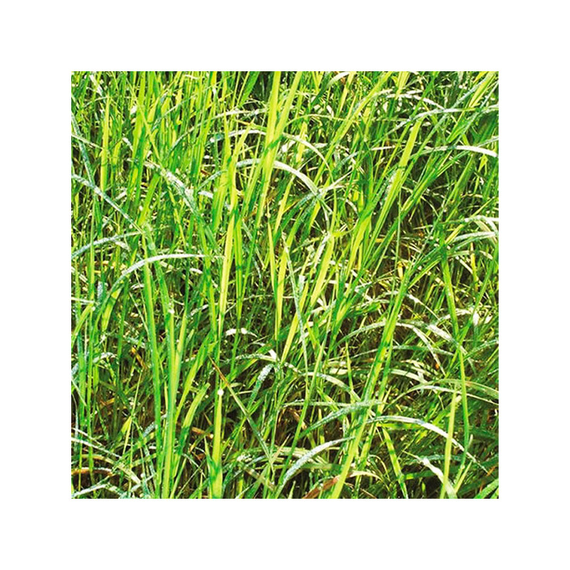  Brachiaria Decumbens 20Kg, Semilla de Brachiaria, Pasto Tropical, Perenne, AGP 997 Brachiaria Decumbens 20Kg, Semilla de Brachi