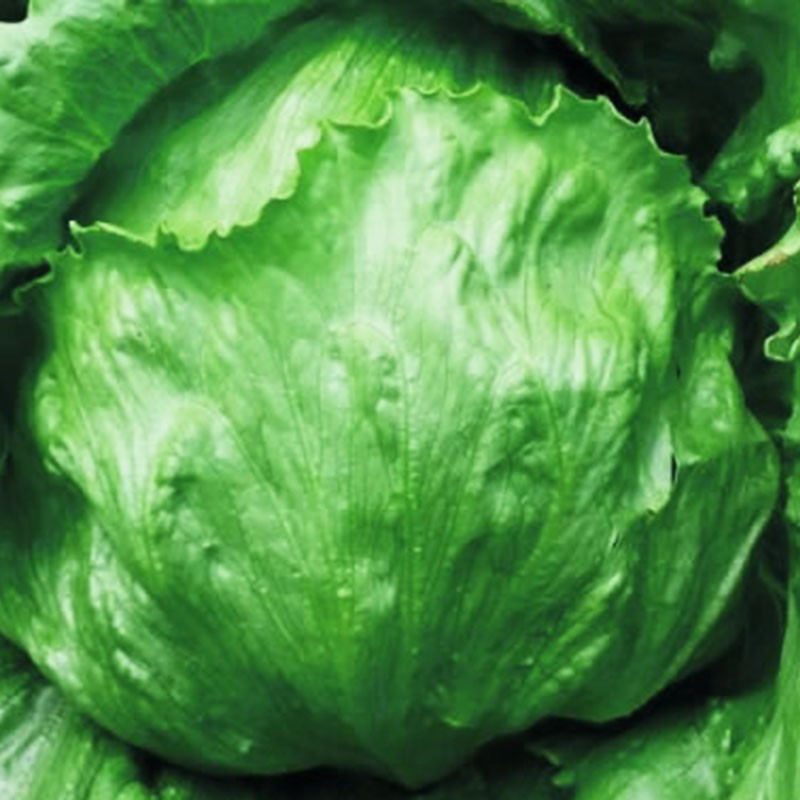  Lechuga Yecla 25000semillas, Semillas de lechuga, AGP 828.813559 Lechuga Yecla 25000semillas, Semillas de lechuga, AGP
La lechu