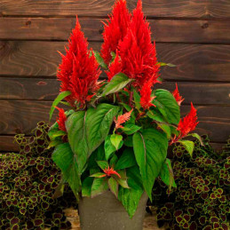  Celosia 1000 Semillas Celosia argentea plumosa Century Red, Flor, Maceta, Sakata Ball Seed 68.644068 Celosia 1000 Semillas Celo
