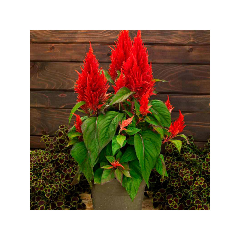  Celosia 1000 Semillas Celosia argentea plumosa Century Red, Flor, Maceta, Sakata Ball Seed 68.644068 Celosia 1000 Semillas Celo