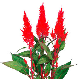  Celosia 1000 Semillas argentea plumosa Century Fire, Flor, Maceta, Sakata Ball Seed 68.644068 Celosia 1000 Semillas argentea pl