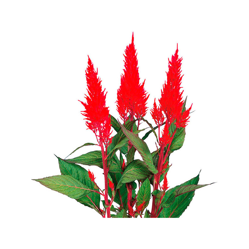  Celosia 1000 Semillas argentea plumosa Century Fire, Flor, Maceta, Sakata Ball Seed 68.644068 Celosia 1000 Semillas argentea pl