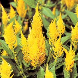  Celosia 1000 Semillas, Celosia plumosa argentea Castle Yellow, Flor, Maceta, Takii Ball Seed 68.644068 Celosia 1000 Semillas, C