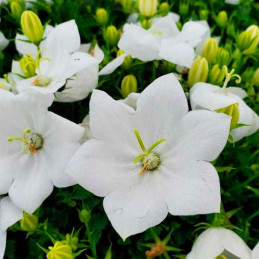  Campanula 1000 Semillas spp Rapido White PLT, Flor, Maceta, Panamerican 103.389831 Campanula 1000 Semillas spp Rapido White PLT