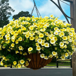  Calibrachoa 100 Semillas Petunia hybrid Caliburst Yellow PLT, Flor, Maceta Colgante, Ball Seed 80.508475 Calibrachoa 100 Semill