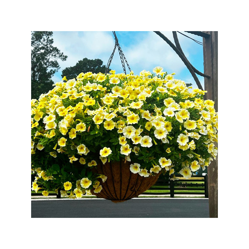  Calibrachoa 100 Semillas Petunia hybrid Caliburst Yellow PLT, Flor, Maceta Colgante, Ball Seed 80.508475 Calibrachoa 100 Semill