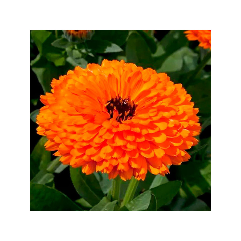  Calendula 5gr  officinalis Fiesta Gitana Orange, Flor, Maceta, Graines Voltz 44.915254 Calendula 5gr officinalis Fiesta Gitana 