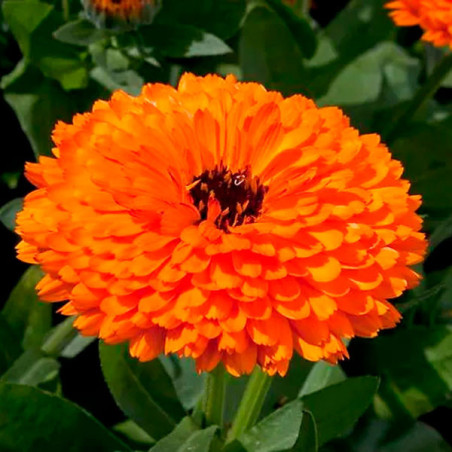  Calendula 5gr  officinalis Fiesta Gitana Orange, Flor, Maceta, Graines Voltz 44.915254 Calendula 5gr officinalis Fiesta Gitana 