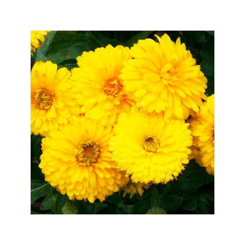  Calendula 1000 Semillas officinalis Bon Bon Yellow, Flor, Maceta, Benary Gloeckner 68.644068 Calendula 1000 Semillas officinali