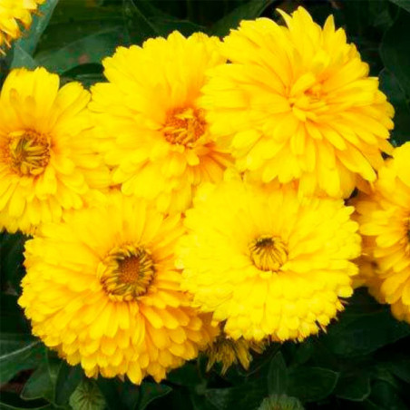 Calendula 1000 Semillas officinalis Bon Bon Yellow, Flor, Maceta, Benary Gloeckner 68.644068 Calendula 1000 Semillas officinali