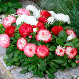  Bellis 1000 Semillas perennis Habanera Mix PLT, Flor, Maceta, Benary 80.508475 Bellis 1000 Semillas perennis Habanera Mix PLT, 