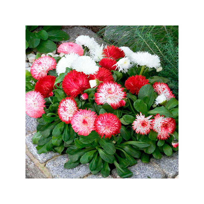  Bellis 1000 Semillas perennis Habanera Mix PLT, Flor, Maceta, Benary 95.000001 Bellis 1000 Semillas perennis Habanera Mix PLT, 