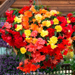  Begonia 1000 Semillas tuberhybrida Illumination Mix PLT, Flor, Maceta Colgante, Benary 166.101695 Begonia 1000 Semillas tuberhy