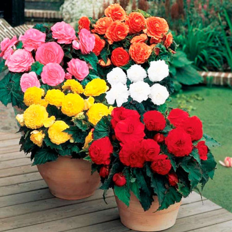  Begonia 1000 Semillas tuberhybrida Nonstop Mix PLT, Flor, Maceta, Benary 160.169492 Begonia 1000 Semillas tuberhybrida Nonstop 