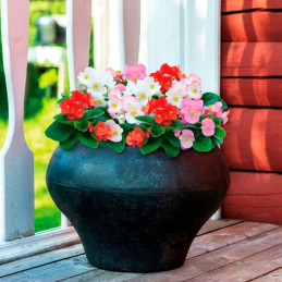  Begonia 1000 Semillas semperfloren Super Cool Mix PLT, Flor, Maceta, Benary 74.576271 Begonia 1000 Semillas semperfloren Super 
