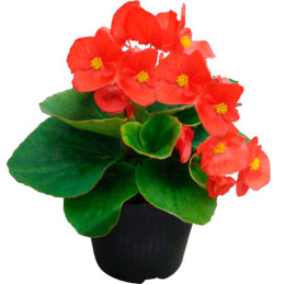  Begonia 1000 Semillas semperfloren Super Cool Red PLT, Flor, Maceta, Benary 74.576271 Begonia 1000 Semillas semperfloren Super 