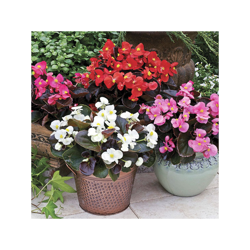  Begonia 1000 Semillas semperfloren Bada Boom Mix PLT, Flor, Maceta, Syngenta 74.576271 Begonia 1000 Semillas semperfloren Bada 