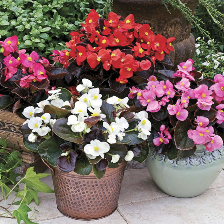  Begonia 1000 Semillas semperfloren Bada Boom Mix PLT, Flor, Maceta, Syngenta 74.576271 Begonia 1000 Semillas semperfloren Bada 