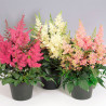  Astilbe 500Semillas Arendsii Showstar, Flor, Maceta, Benary 85.59322 Astilbe 500Semillas Arendsii Showstar, Flor, Maceta, Benar