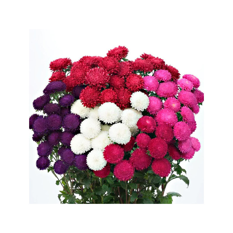  Aster 2000Semillas, Callistephus chinensis Bonita Mix, Flor, Corte, Sakata Ball Seed 114.40678 Aster 2000Semillas, Callistephus