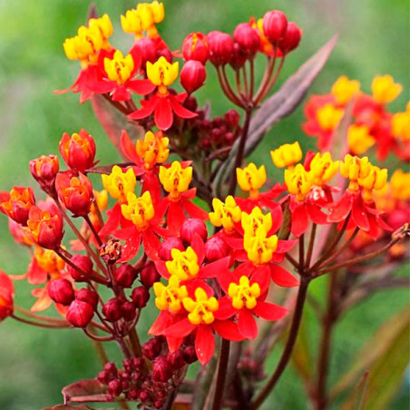  Asclepias 1000 Semillas curassavica Silky Red Deep, Flor, Maceta, Ball Seed 108.474576 Asclepias 1000 Semillas curassavica Silk