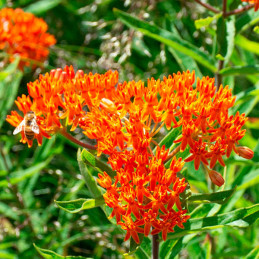  Asclepias o Algodoncillo Inmortal 1000 Semillas tuberosa L. Flor, Maceta, Ball Seed 85.59322 Asclepias o Algodoncillo Inmortal 