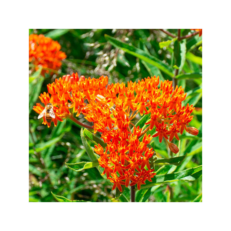  Asclepias o Algodoncillo Inmortal 1000 Semillas tuberosa L. Flor, Maceta, Ball Seed 85.59322 Asclepias o Algodoncillo Inmortal 