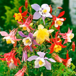  Aquilegia 1000 Semillas caerulea McKanas Giants Mix, Flor, Maceta, Ball Seed 57.627119 Aquilegia 1000 Semillas caerulea McKanas