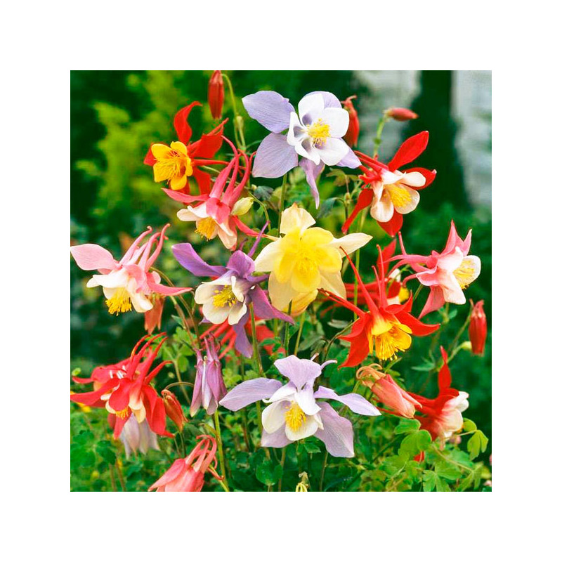  Aquilegia 1000 Semillas caerulea McKanas Giants Mix, Flor, Maceta, Ball Seed 57.627119 Aquilegia 1000 Semillas caerulea McKanas