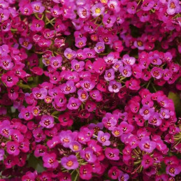  Aliso de Mar 1000 Semillas Lobularia maritima Alyssum Clear Crystal Purple Shade, Flor, Maceta, Panamerican Ball Seed 53.389831