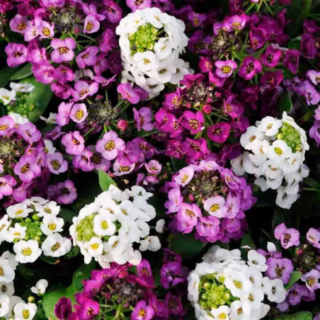 Aliso de Mar 1000 Semillas Lobularia maritima Alyssum Clear Crystal Mix, Flor, Maceta, Panamerican Ball Seed FLOWER SEEDS-Aliso 