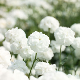  Boton de Oro 1000 Semillas Achillea Ptarmica Marshmallow PLT, Flor, Maceta, Benary 68.644068 Boton de Oro 1000 Semillas Achille
