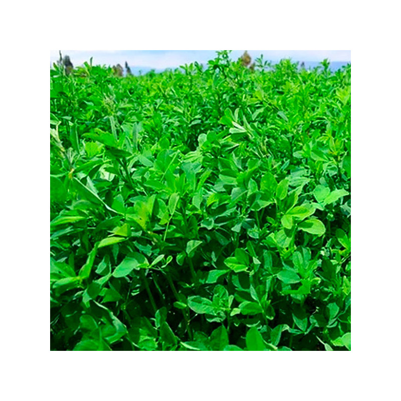  Alfalfa SW Super CUF 101 3Kg, Semillas Alfalfa Forraje Siembra Costa Sierra, Alabama 246 Alfalfa SW Super CUF 101 3Kg, Semillas