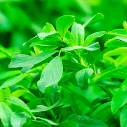  Alfalfa SW Super Moapa 3Kg, Semillas Alfalfa Forraje Siembra Costa Sierra, Alabama 135.59322 Alfalfa SW Super Moapa 3Kg, Semill