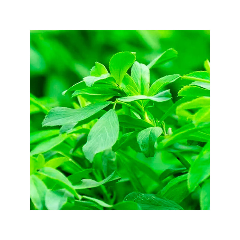  Alfalfa SW Super Moapa 3Kg, Semillas Alfalfa Forraje Siembra Costa Sierra, Alabama 135.59322 Alfalfa SW Super Moapa 3Kg, Semill