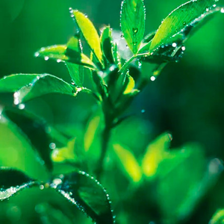  Alfalfa SW9720 3Kg, Semillas Alfalfa Forraje Siembra Costa Sierra, Alabama 223.999999 Alfalfa SW9720 3Kg, Semillas Alfalfa Forr