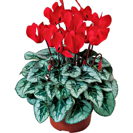  Ciclamen 500 Semillas Cyclamen persicum Silverado Scarlet, Flor, Maceta, Syngenta 515.254237 Ciclamen 500 Semillas Cyclamen per