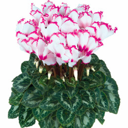  Ciclamen 100 Semillas Cyclamen persicum Halios Select Victoria 50, Flor, Maceta, Ball Seed 114.40678 Ciclamen 100 Semillas Cycl