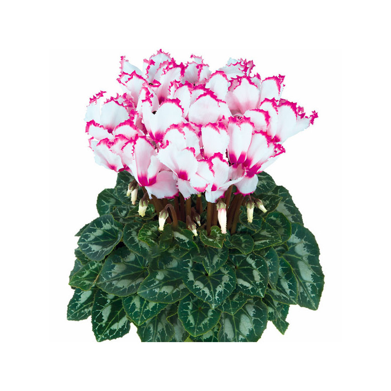 Ciclamen 100 Semillas Cyclamen persicum Halios Select Victoria 50, Flor, Maceta, Ball Seed 135 Ciclamen 100 Semillas Cyclamen p